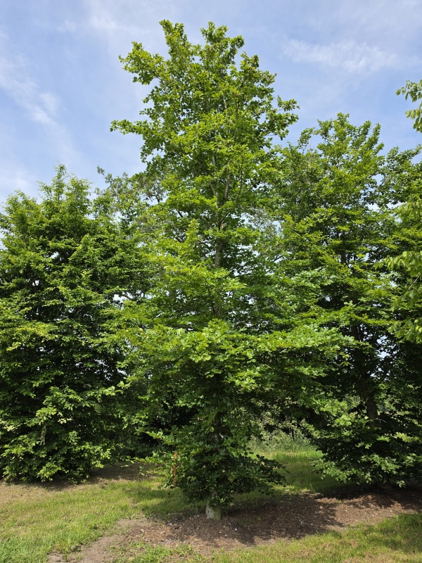 Groene beuk als struikboom