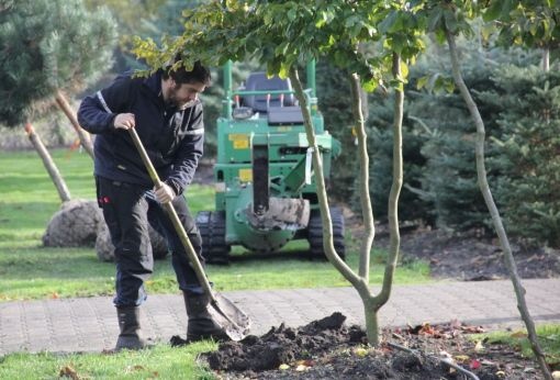 Kwekerij bomen verplanten