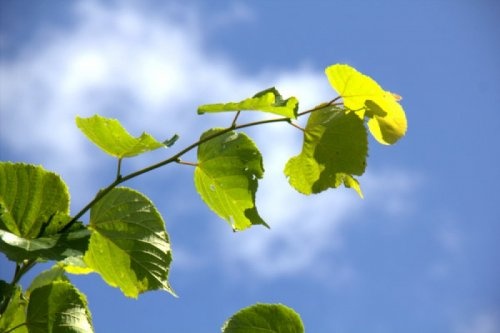 Hollandse linde - Tilia x europaea