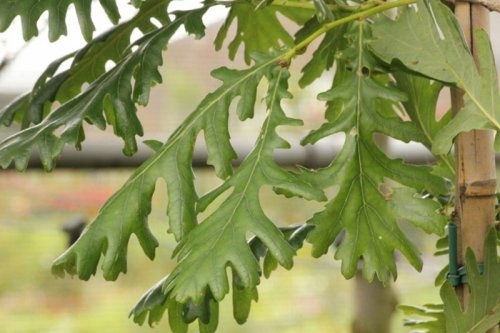 Hongaarse eik - Quercus frainetto