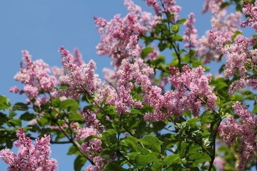 Hongaarse sering - Syringa 'Josikaea'