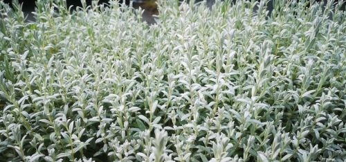Cerastium tomentosum