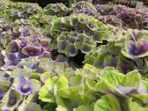 Hortensia 'Magical Amethyst' is een exclusieve hortensia