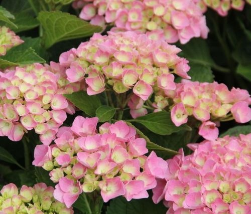 Hortensia 'Magical Coral'