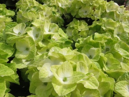 Hortensia 'Magical Noblesse' verkleurt in de loop van het seizoen