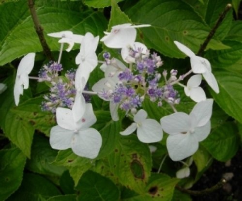 Hortensia 'Teller White' met prachtige witte 'bollen' bloemen