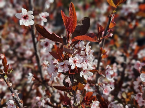 sierkers met rood blad en trage groei
