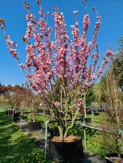 Japanse sierkers 'Kanzan', bloeit in april rijkelijk met gevulde roze bloemen