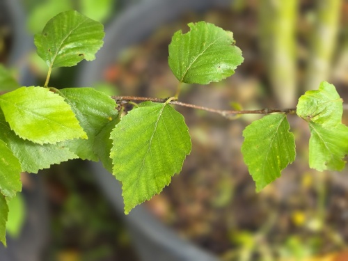 Betula davurica