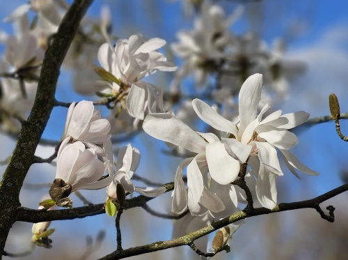 Magnolia 'Merrill', vroege bloei