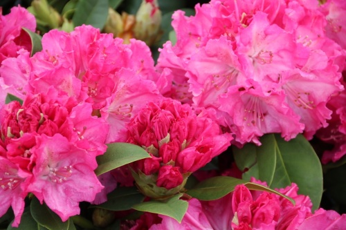 Rhododendron 'Germania' - Rhododendron 'Germania