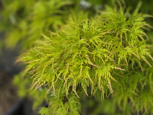 Japanse Esdoorn 'Seiryu'