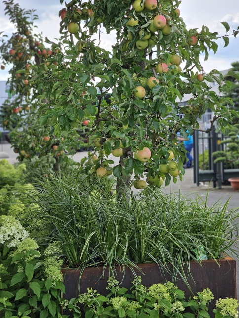 Malus Pinova