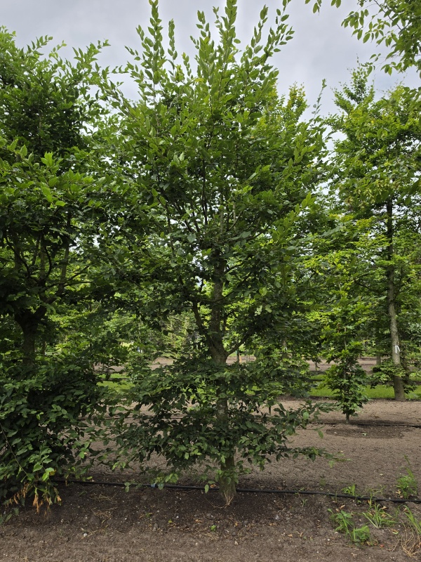 Meerstammige haagbeuk als klimboom