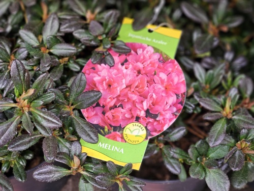 Japanse azalea  'Melina' - Rhododendron aj  'Melina'
