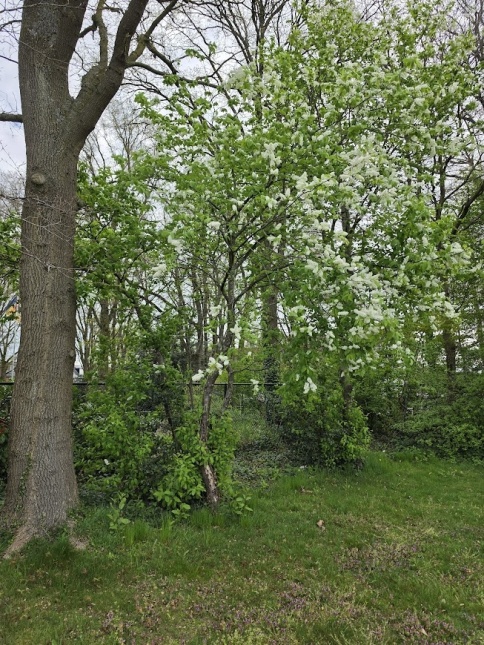 Europese Vogelkers, prunus padus bloei 20 april