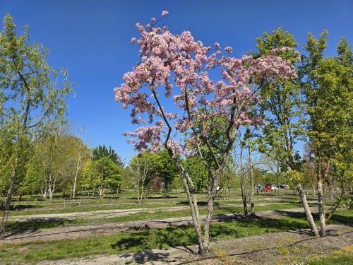Sierappel, meerstammig, met roze rode bloemen