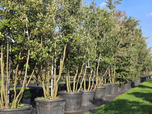 Quercus ilex meerstammig