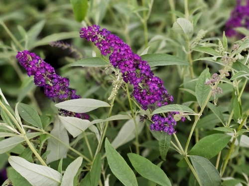 Vlinderstruik 'Purpella' is een rijk bloeiende sierheester
