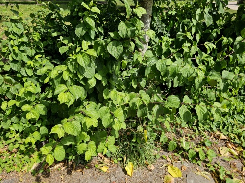 Cornus Sanguinea