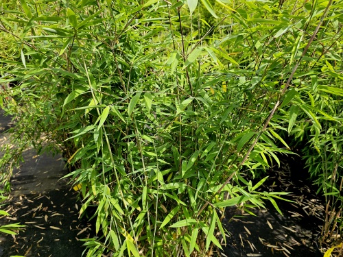 Fargesia Winterjoy