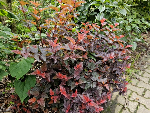 Physocarpus met rood blad in een groene border.
