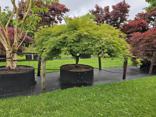 Japanse esdoorn 'Dissectum' struikvorm in pot op de kwekerij van THB in Apeldoorn. eind okt 2025