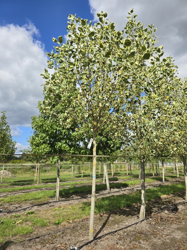 Tulpenbaum 'Snowbird'