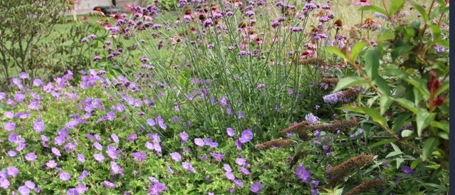 Wat zijn langbloeiende vaste planten? Bekijk onze blog.