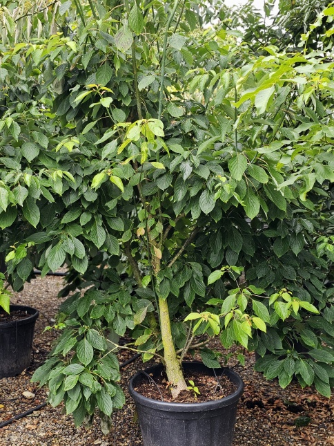 Cornus alternifolia blad in juli