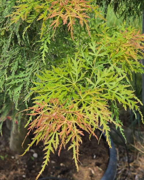 Japanse dwerg esdoorn met groen blad