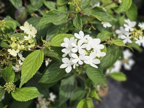 Viburnum plicatum Watanabe