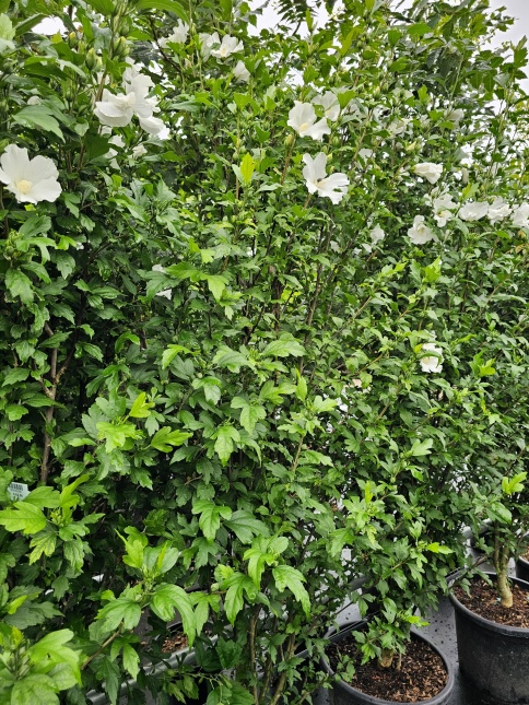 Hibiscus Totus Albus