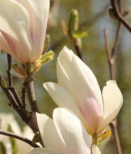 Magnolia, hoogstam in bloei