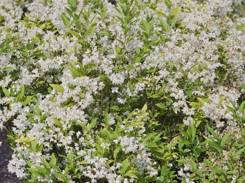 Bruidsbloem Deutzia gracilis bloeit rijkelijk in mei