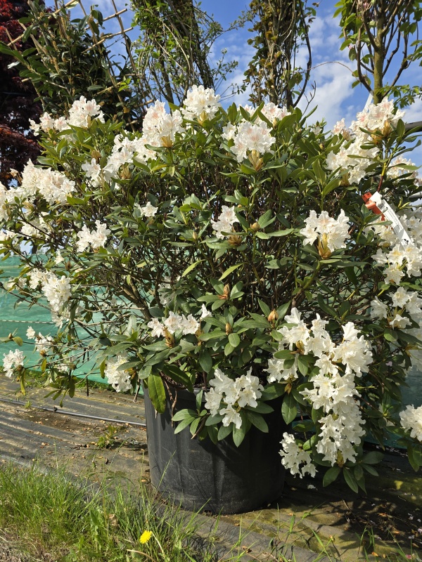 Rododendron met wit-roze bloei