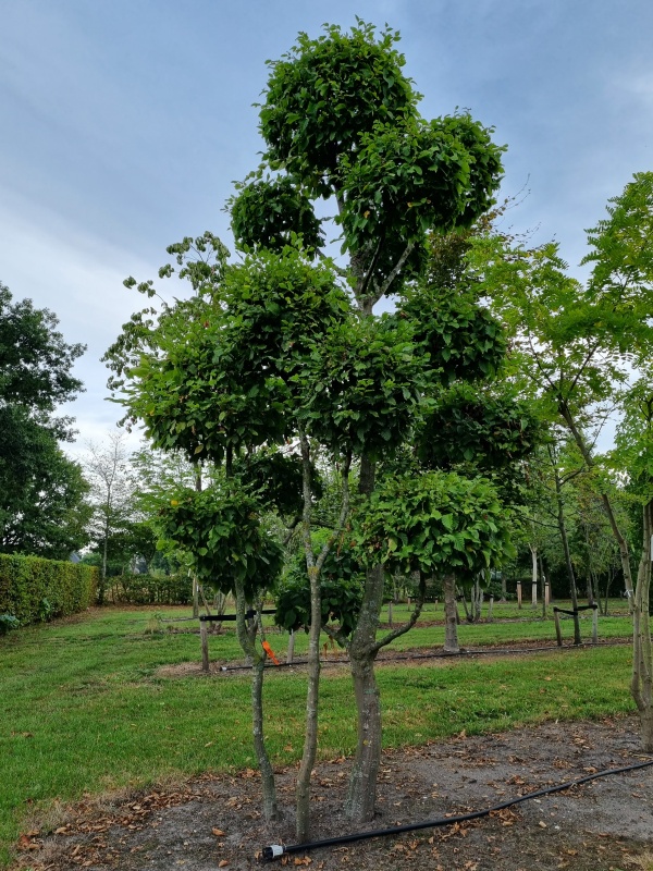 Vormboom Carpinus Betulus als klimboom