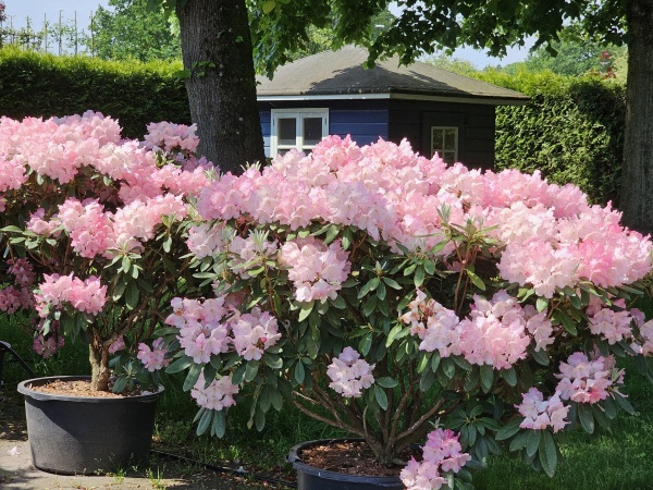 Japanse Rododendron met rood-roze bloei