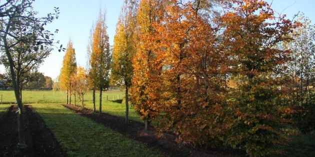 Inheemse bomen kopen