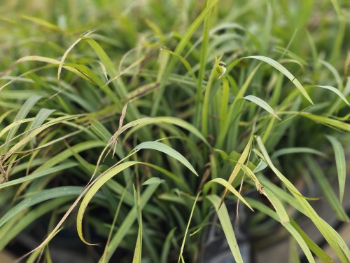 Carex siergras type Bunny Blue
