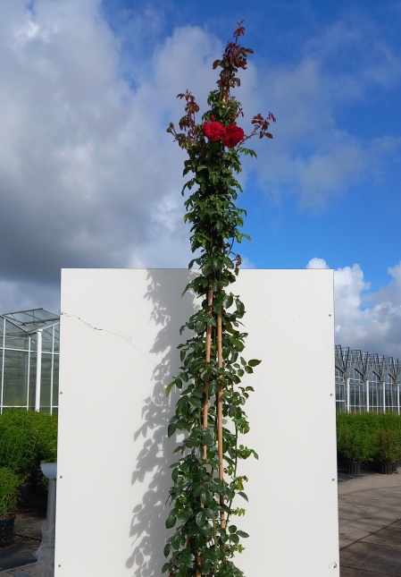 Rosa Amadeus