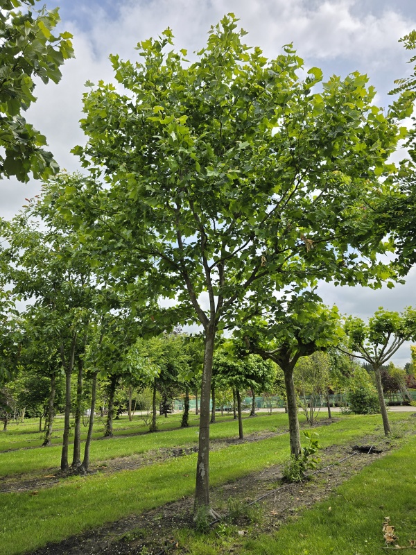 Plataan