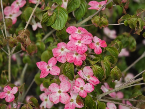 Cornus kousa 'Satomi' bloei