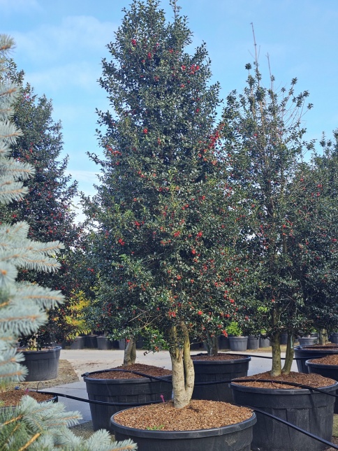 Ilex 'Dragon Lady' donker groene scherpe hulst met rode bes