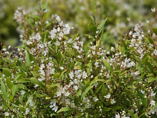Deutzia 'Nikko' bloeit in mei en juni