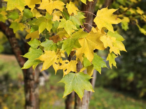 Kolchische esdoorn 'Aureum'  geelbladige variant in de herfst