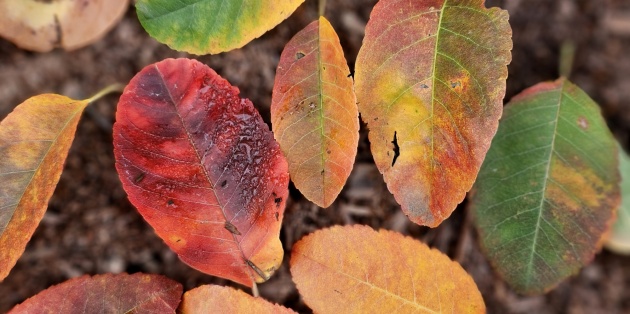 De vruchten van de krentenboom: Bloeiperiode, oogsten en eetbaarheid