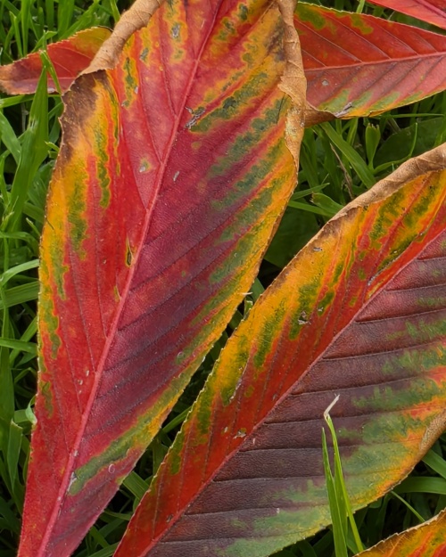 Aesculus Autumn Splendor met prachtige herfstkleuren