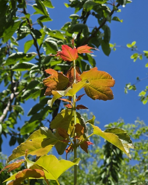 Acer buergerianum, drietandenesdoorn.  jong blad half mei
