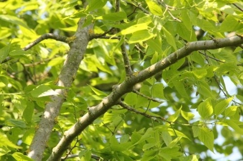 Westerse netelboom als heester